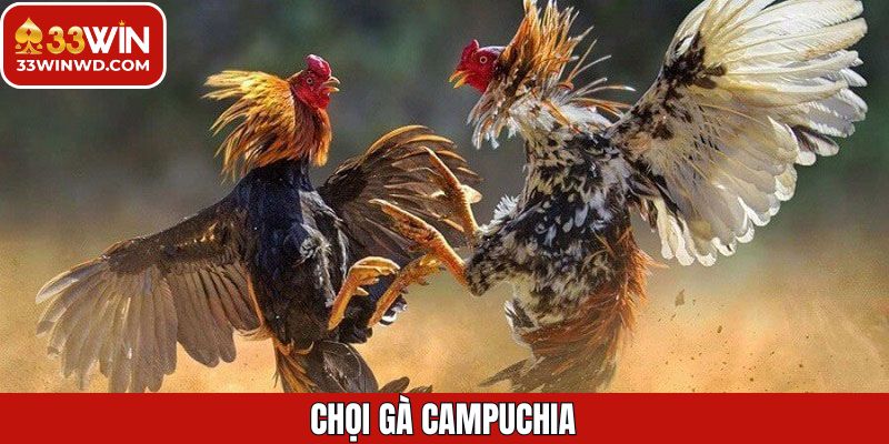 Chọi Gà Campuchia - Trải Nghiệm Đỉnh Cao Cùng Thưởng Lớn 1 Chọi Gà Campuchia - Trải Nghiệm Đỉnh Cao Cùng Thưởng Lớn