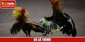 Đá Gà Thomo - Hình Thức Giải Trí Đỉnh Cao, Phần Thưởng Lớn