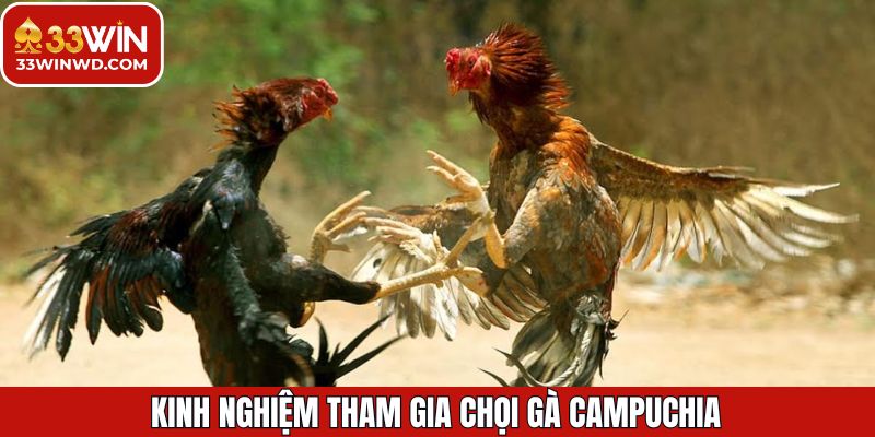Chọi Gà Campuchia - Trải Nghiệm Đỉnh Cao Cùng Thưởng Lớn 4 Kinh nghiệm hữu ích khi tham gia chọi gà Campuchia thắng lớn
