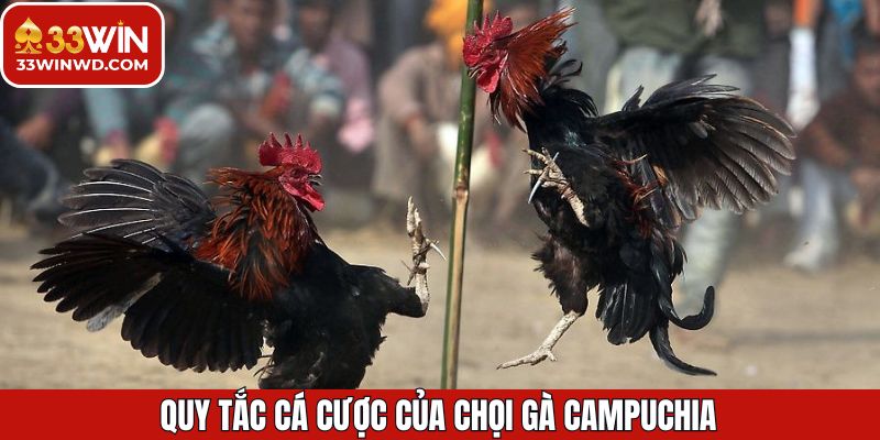 Chọi Gà Campuchia - Trải Nghiệm Đỉnh Cao Cùng Thưởng Lớn 3 Nắm rõ quy trình cùng tổ chức qua trận đấu Campuchia