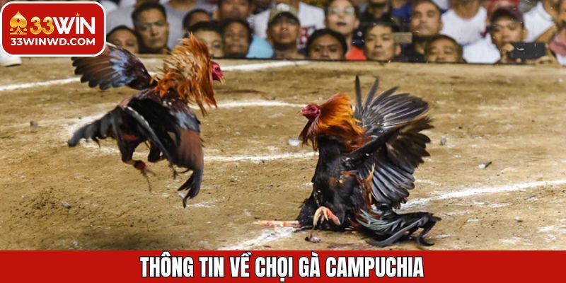 Chọi Gà Campuchia - Trải Nghiệm Đỉnh Cao Cùng Thưởng Lớn 2 Điểm qua các điều thú vị đá gà Campuchia
